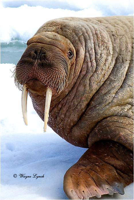 Atlantic Walrus 108 by Dr. Wayne Lynch ©